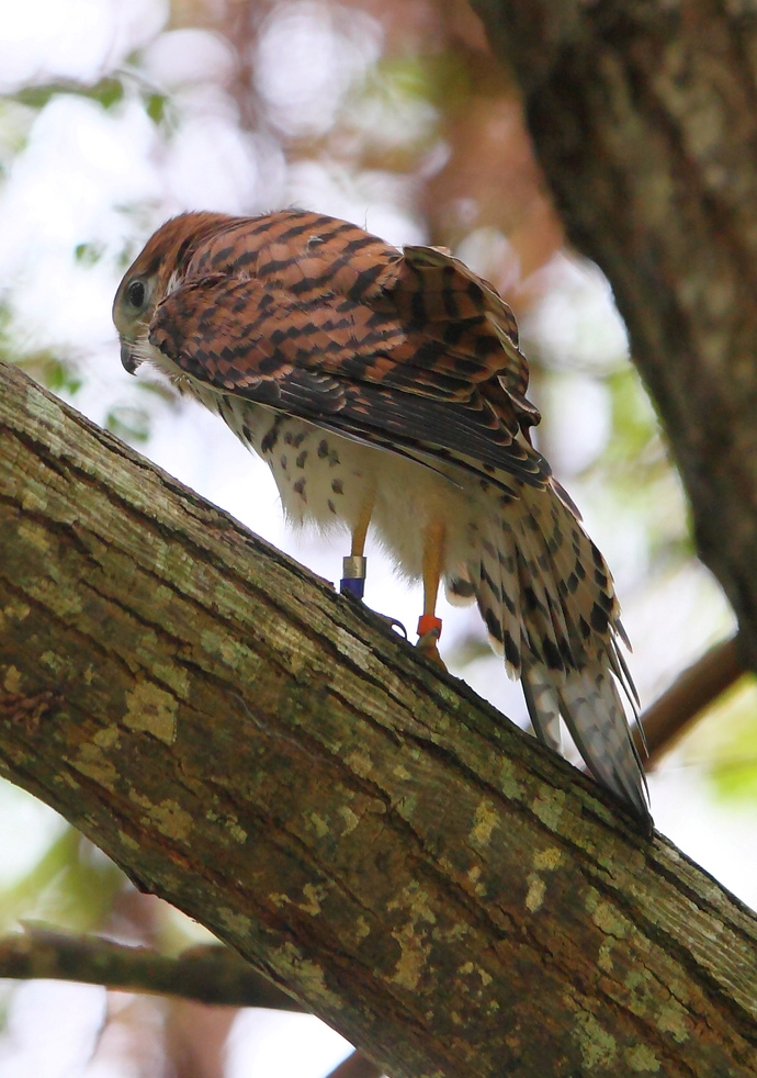 Mauritius torenvalk - Falco punctatus