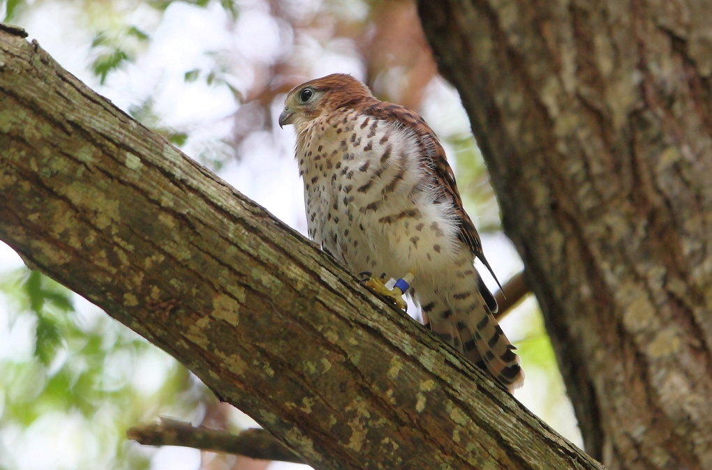 Mauritius torenvalk - Falco punctatus