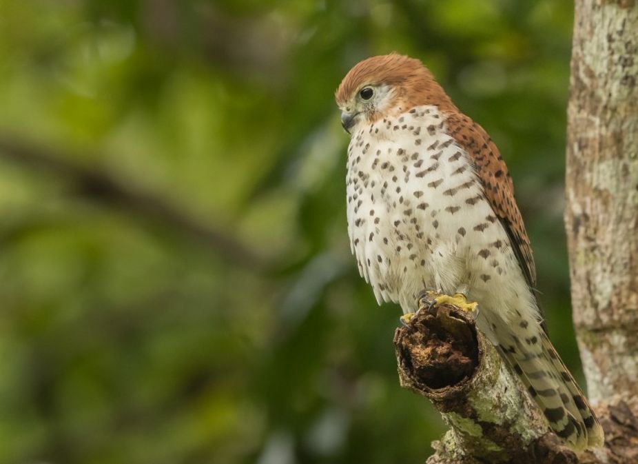 Mauritius torenvalk - Falco punctatus