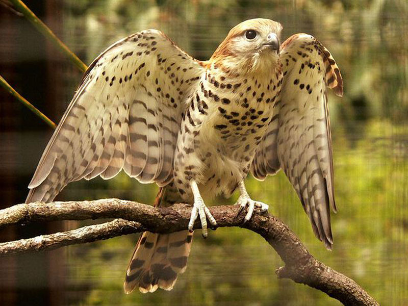 Mauritius torenvalk - Falco punctatus