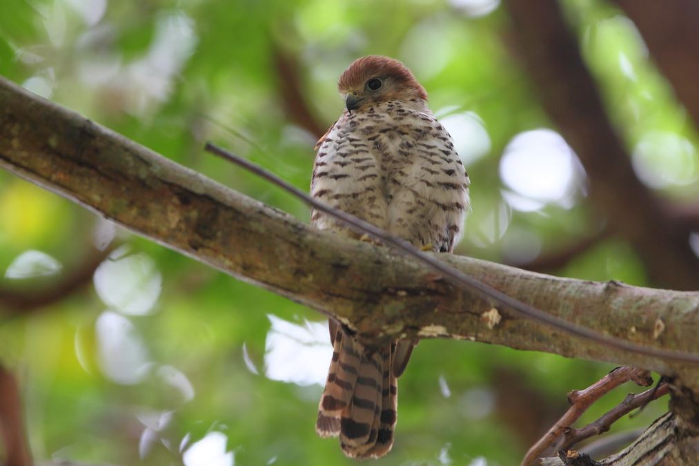 Mauritius torenvalk - Falco punctatus