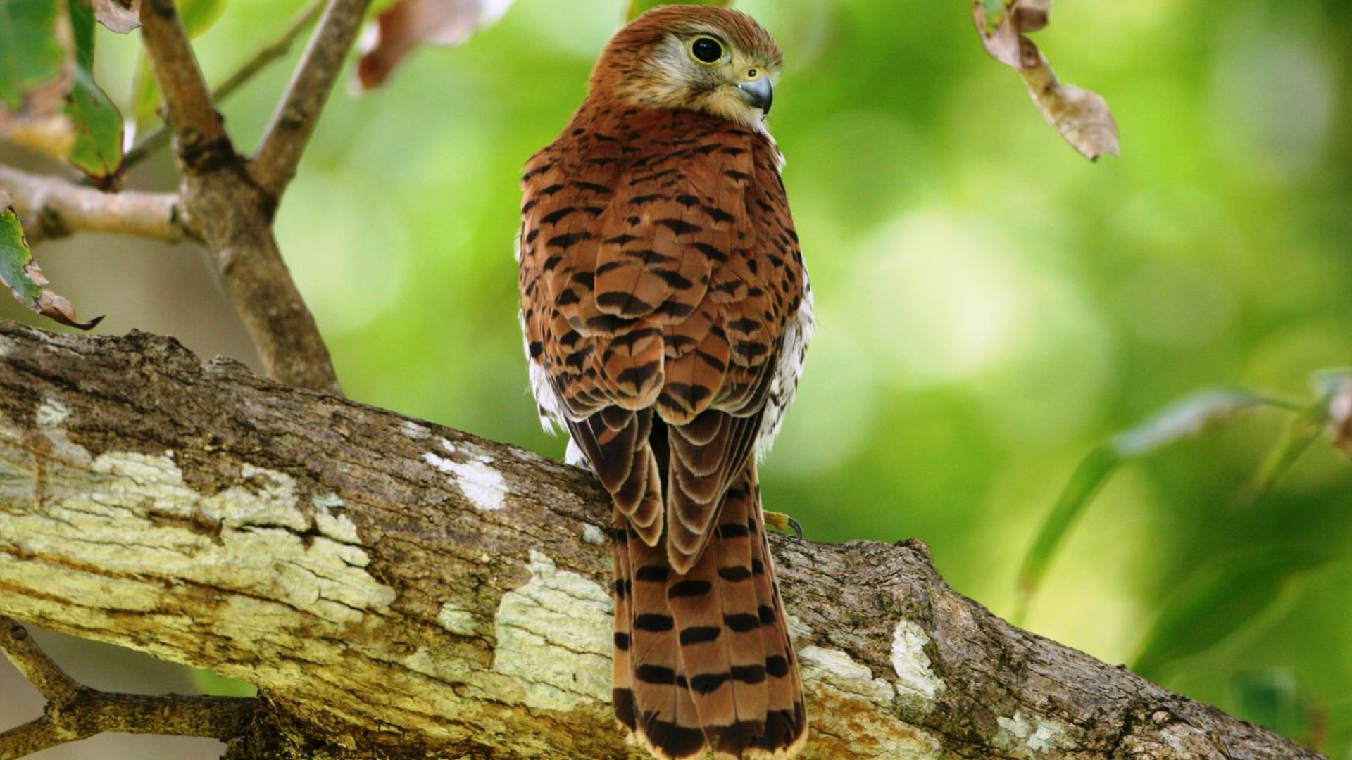 Mauritius torenvalk - Falco punctatus