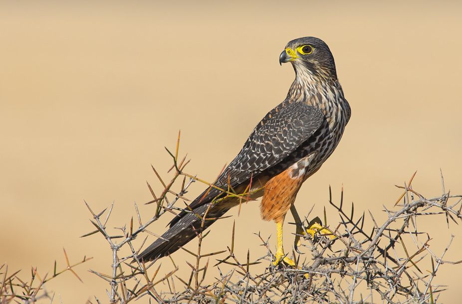 Nieuw-Zeelandse valk - Falco novaeseelandiae