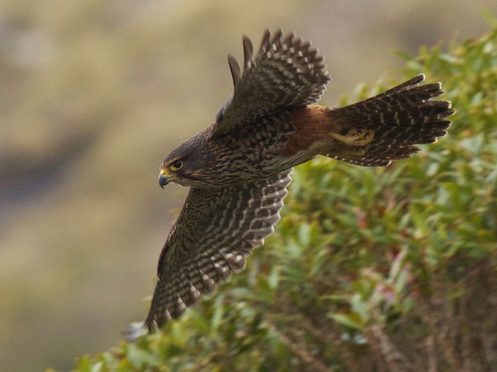 Nieuw-Zeelandse valk - Falco novaeseelandiae