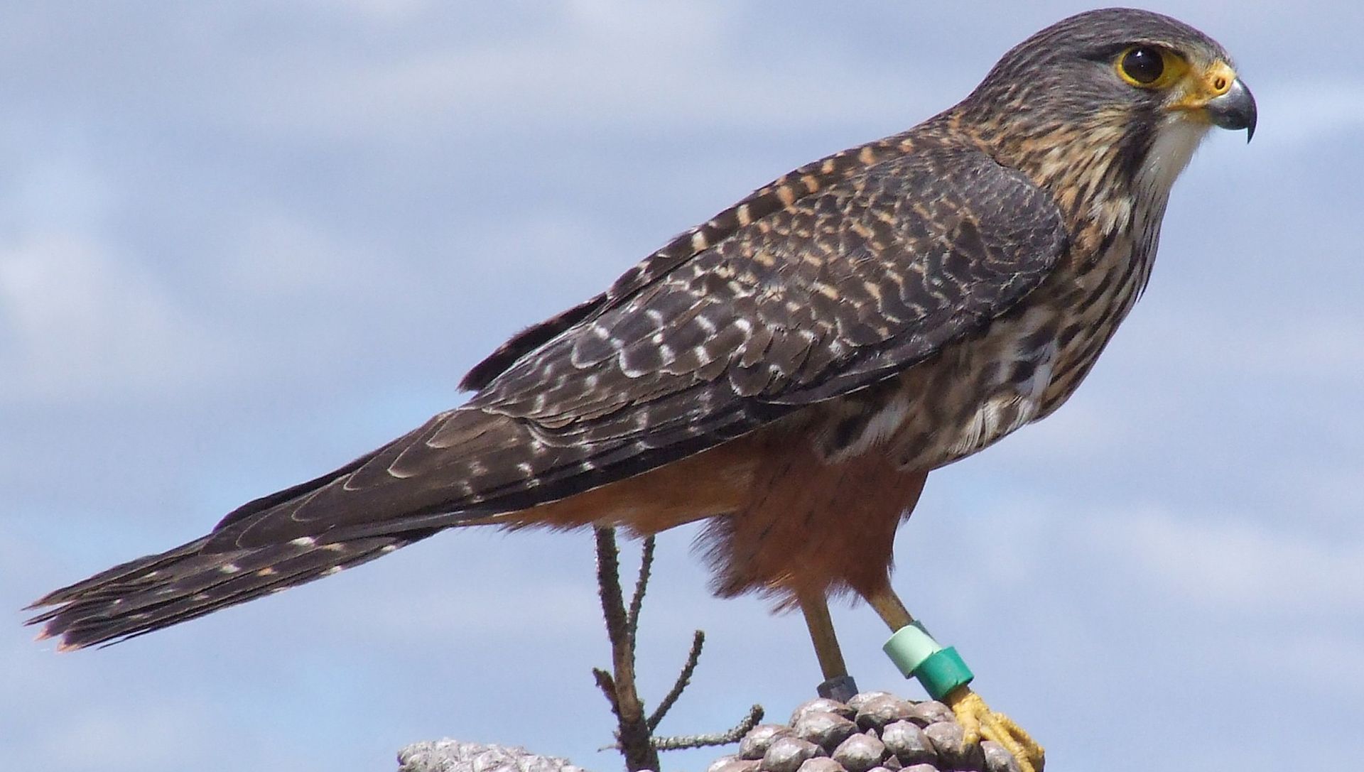 Nieuw-Zeelandse valk - Falco novaeseelandiae