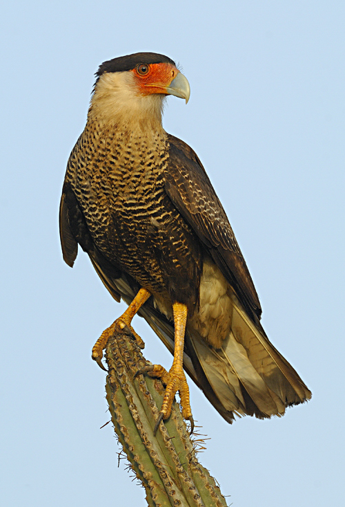 Noordelijke kuifcaracara - Caracara cheriway