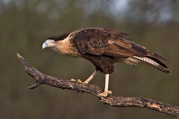 Noordelijke kuifcaracara - Caracara cheriway