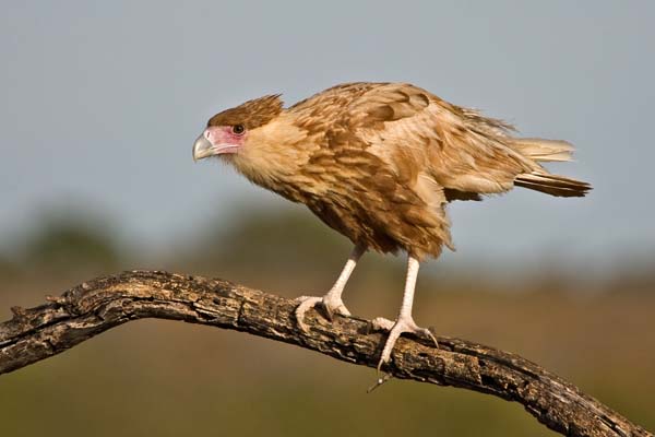 Noordelijke kuifcaracara - Caracara cheriway