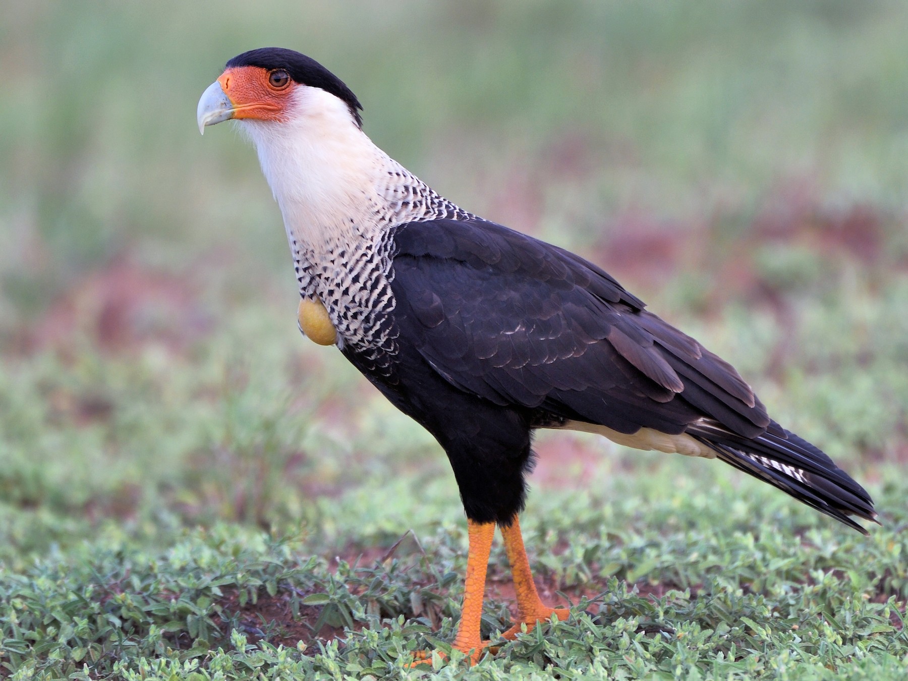 Noordelijke kuifcaracara - Caracara cheriway