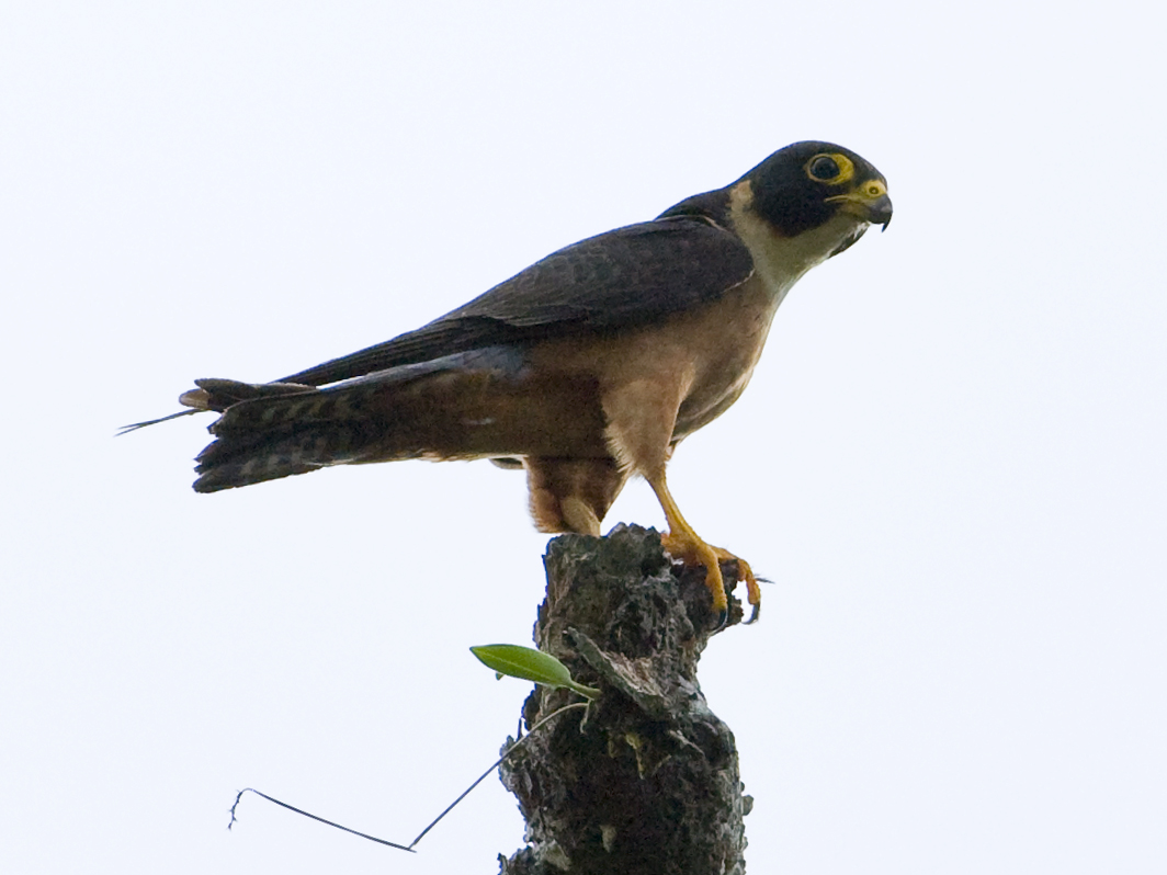 Oosterse boomvalk - Falco severus