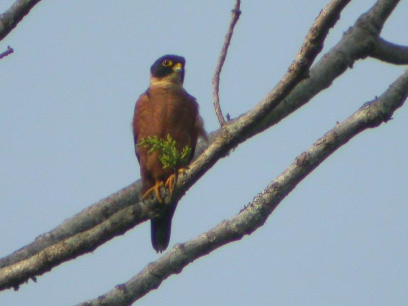 Oosterse boomvalk - Falco severus