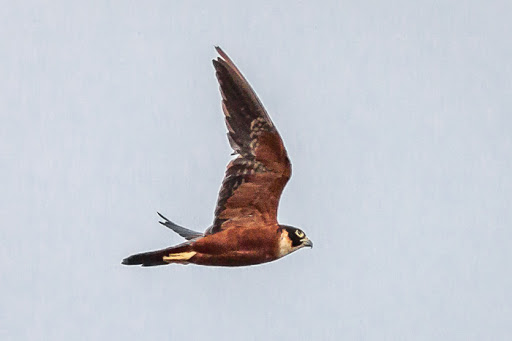 Oosterse boomvalk - Falco severus
