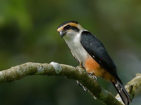 Roodbroekdwergvalk - Microhierax caerulescens