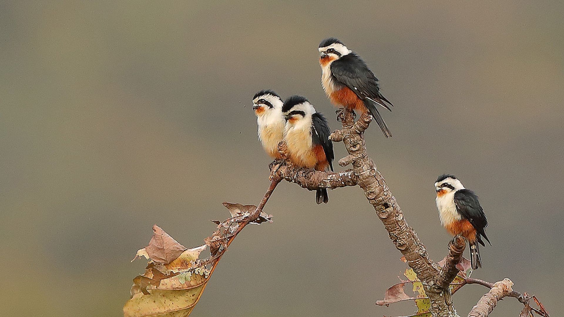 Roodbroekdwergvalk - Microhierax caerulescens