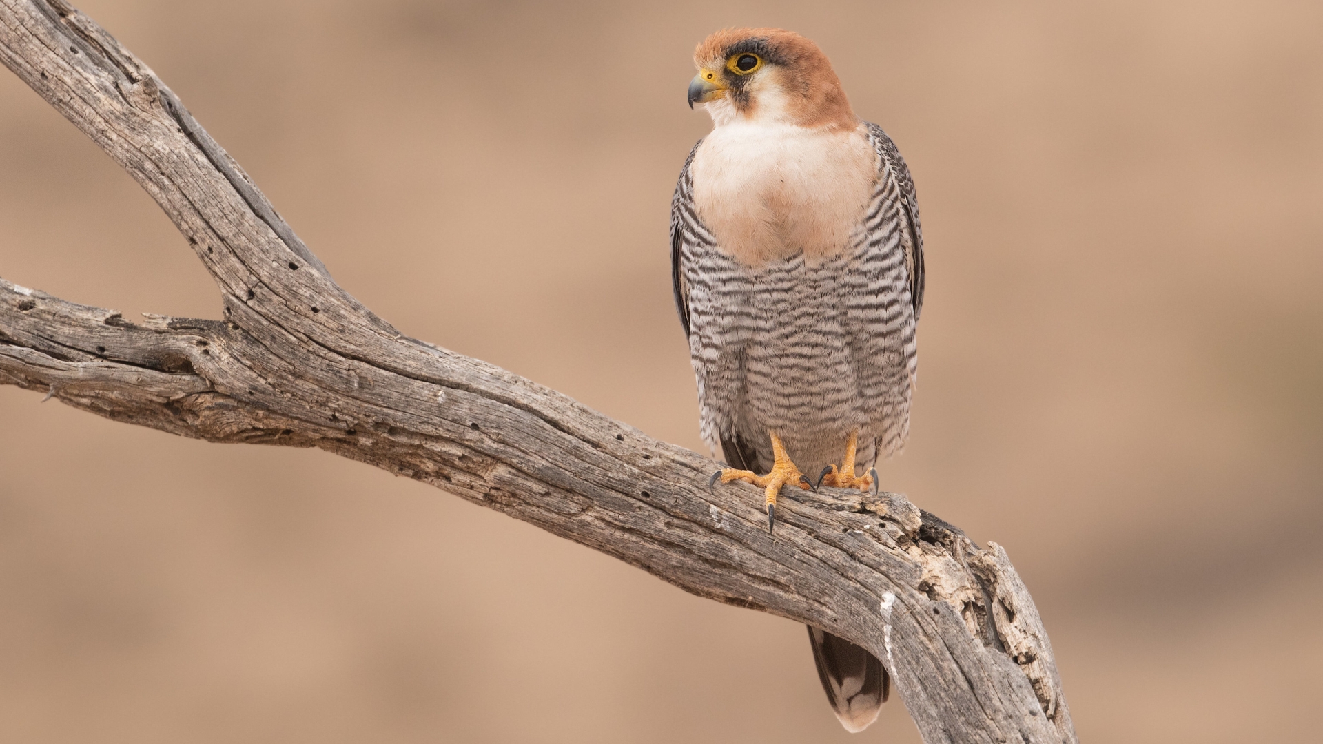 Roodhalsvalk - Falco ruficollis