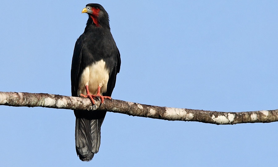 Roodkeelcaracara - Ibycter americanus