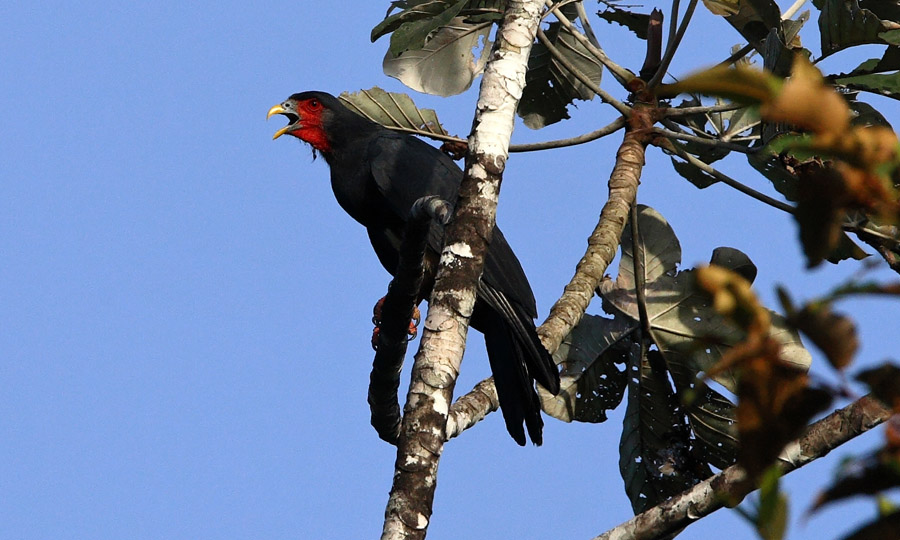 Roodkeelcaracara - Ibycter americanus