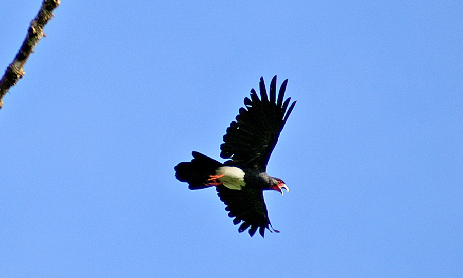 Roodkeelcaracara - Ibycter americanus