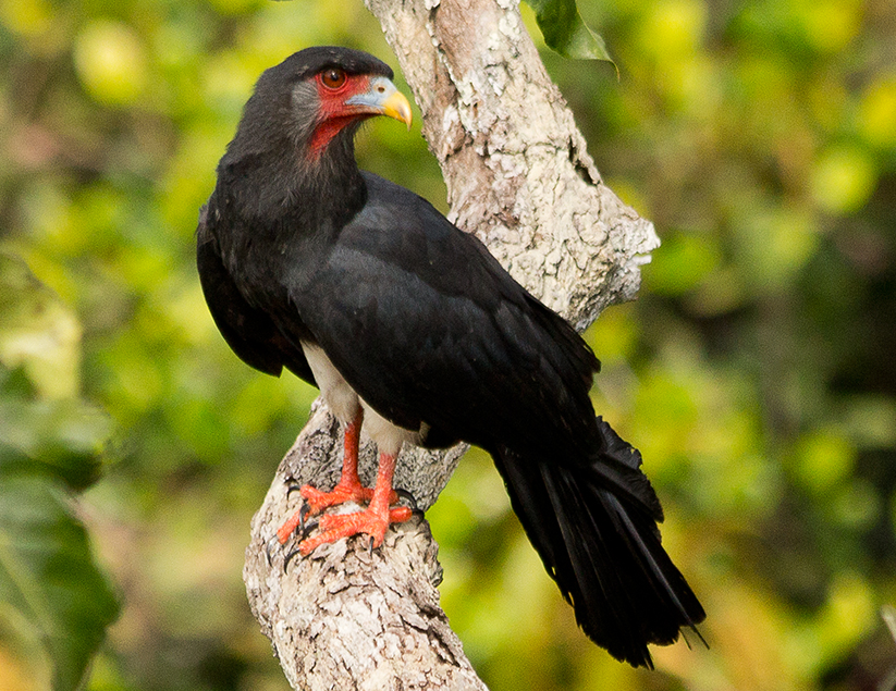 Roodkeelcaracara - Ibycter americanus