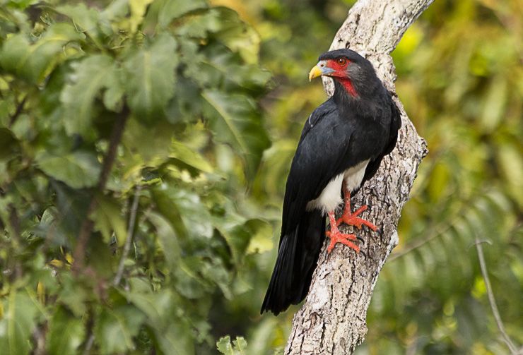 Roodkeelcaracara - Ibycter americanus