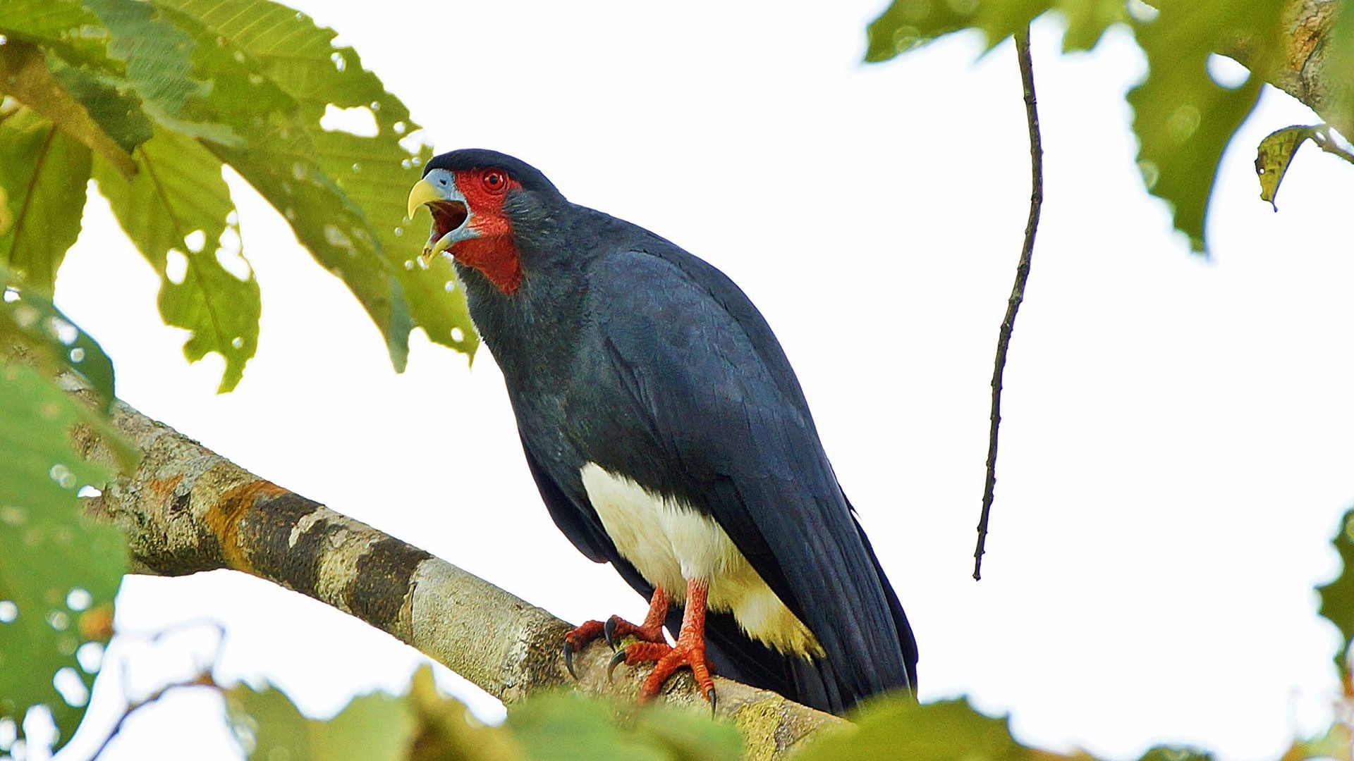 Roodkeelcaracara - Ibycter americanus