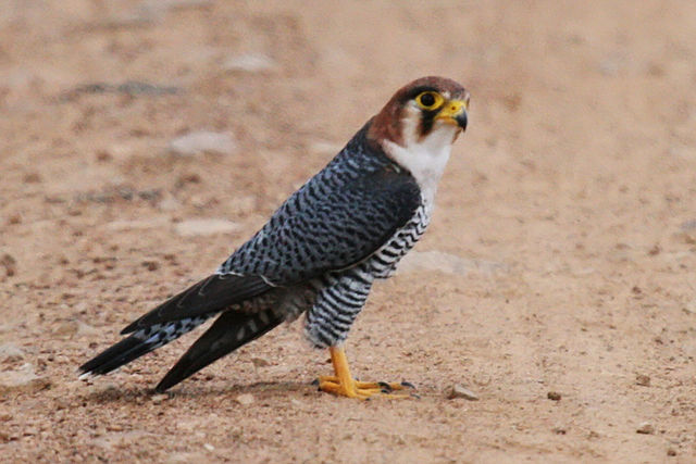 Roodkopsmelleken - Falco chicquera