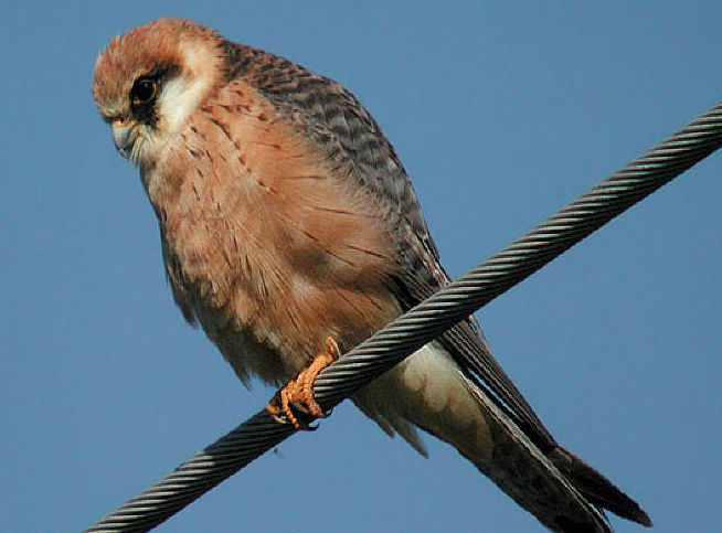 Roodpootvalk - Falco Vespertinus