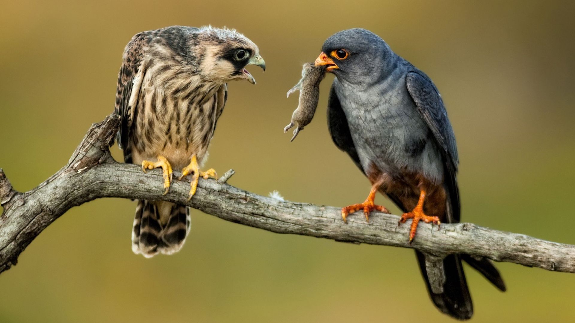 Roodpootvalk - Falco Vespertinus