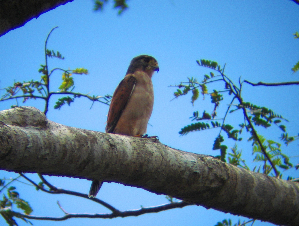 Seychellentorenvalk - Falco araeus