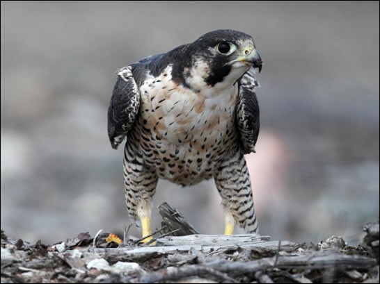 Slechtvalk - Falco Peregrinus