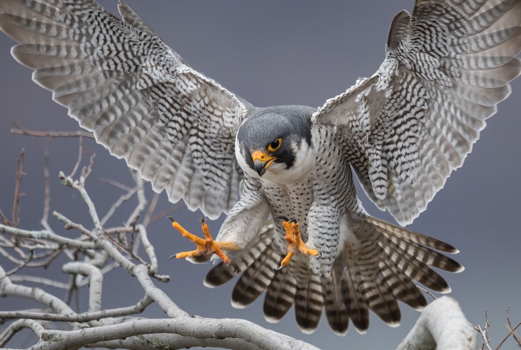 Slechtvalk - Falco Peregrinus