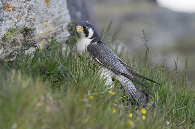 Slechtvalk - Falco Peregrinus