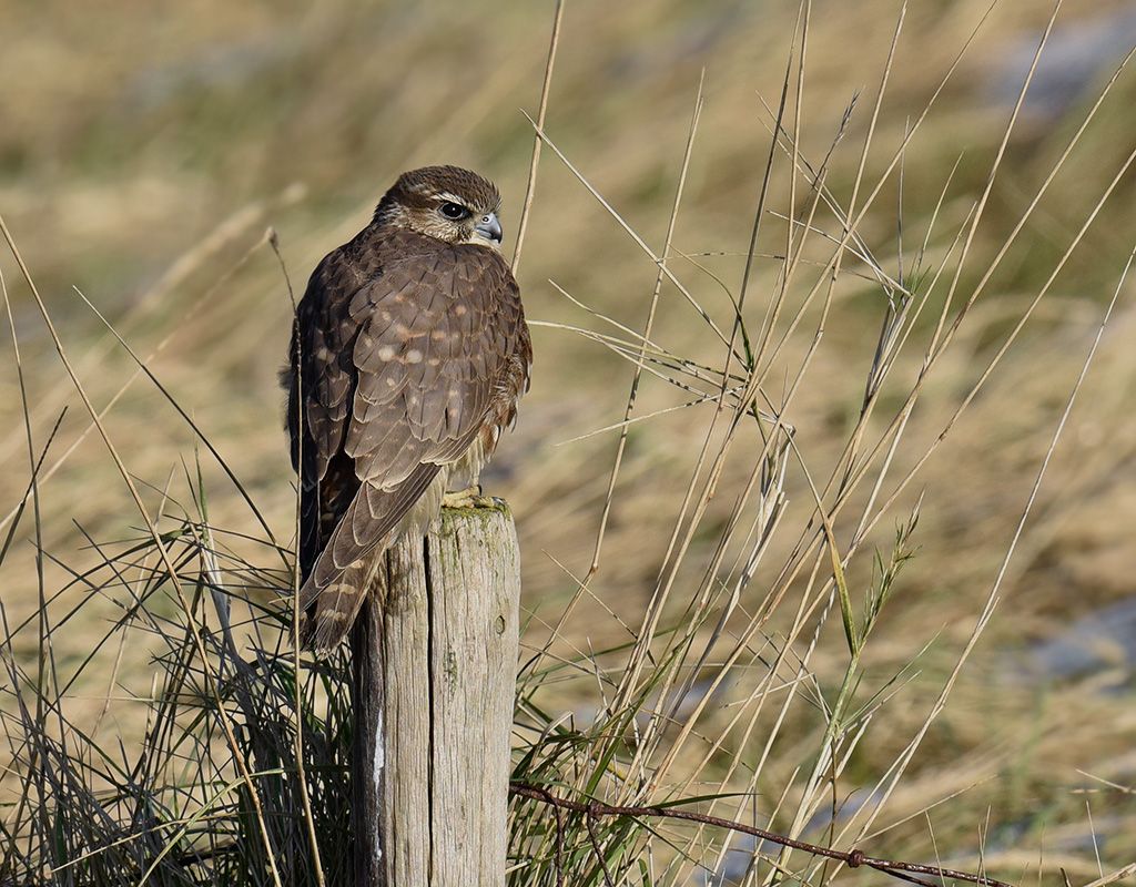 Smelleken - Falco Columbarius