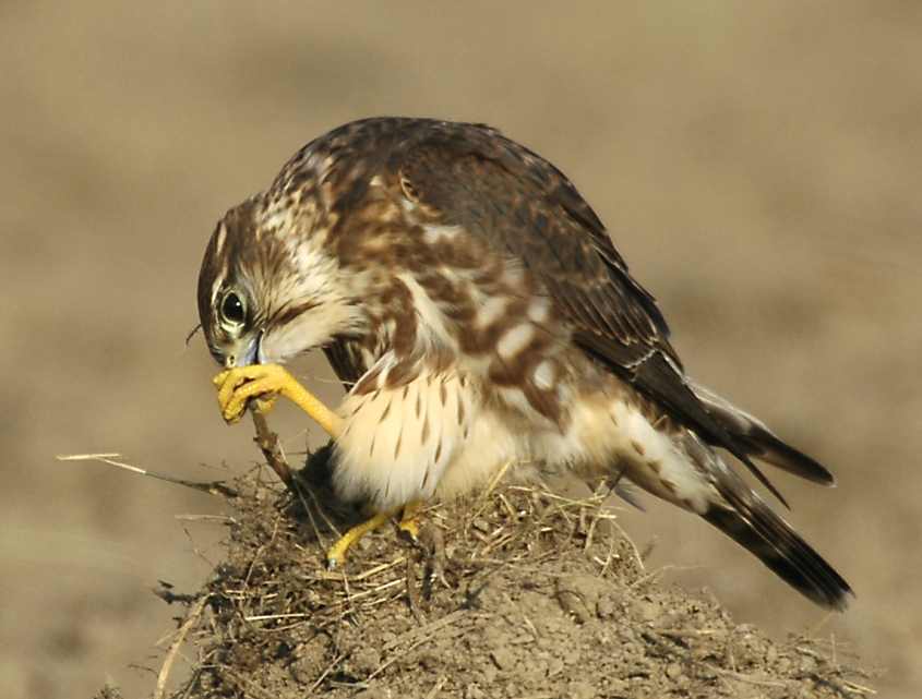 Smelleken - Falco Columbarius