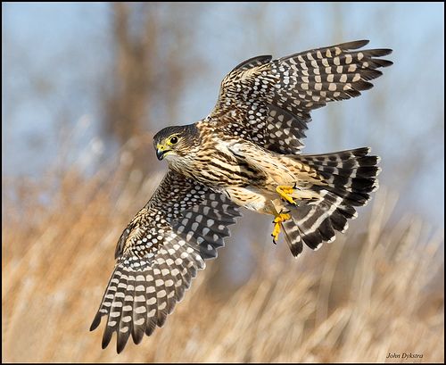 Smelleken - Falco Columbarius