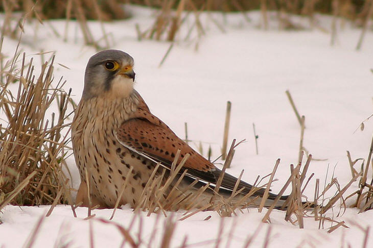 Torenvalk - Falco Tinnunculus