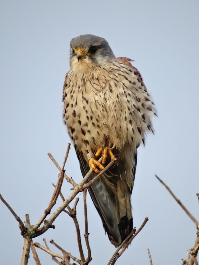 Torenvalk - Falco Tinnunculus