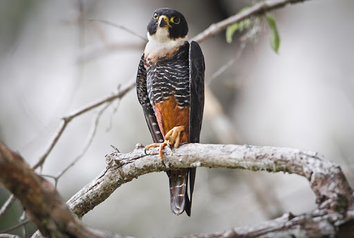 Vleermuisvalk - Falco rufigularis