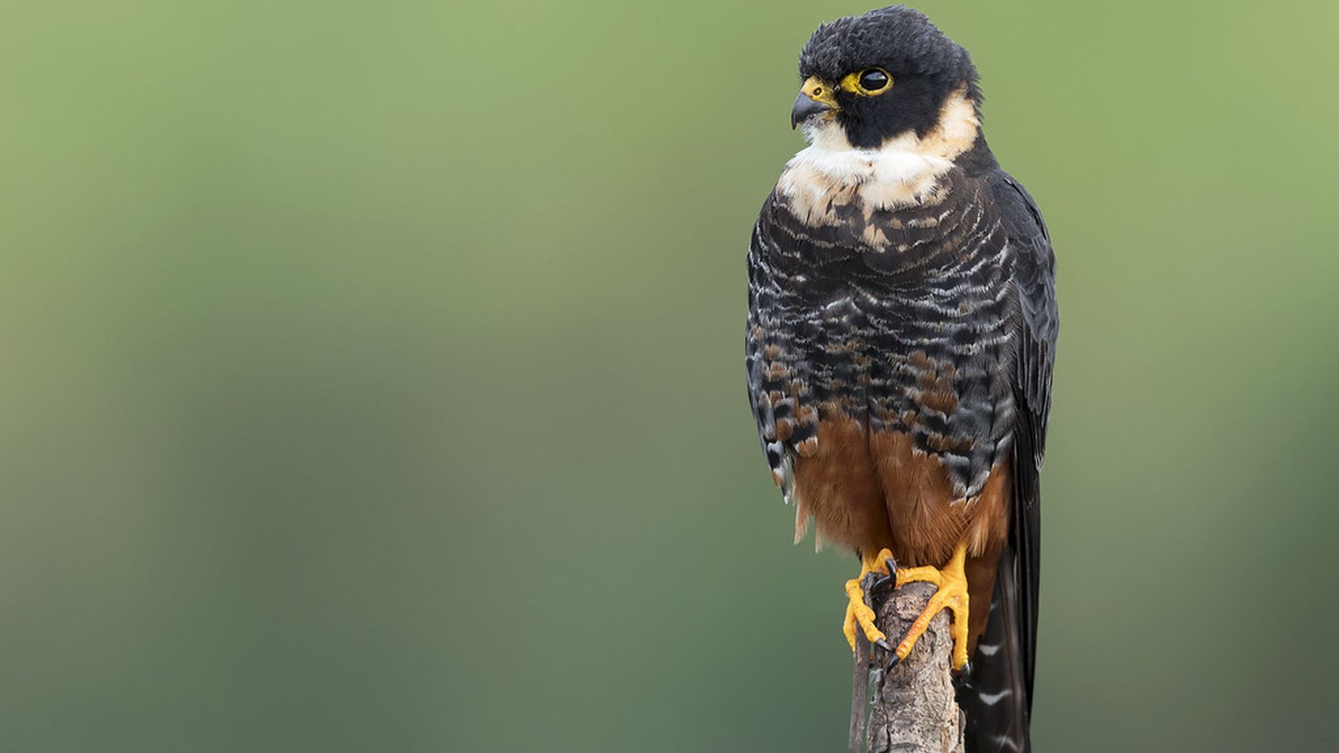 Vleermuisvalk - Falco rufigularis