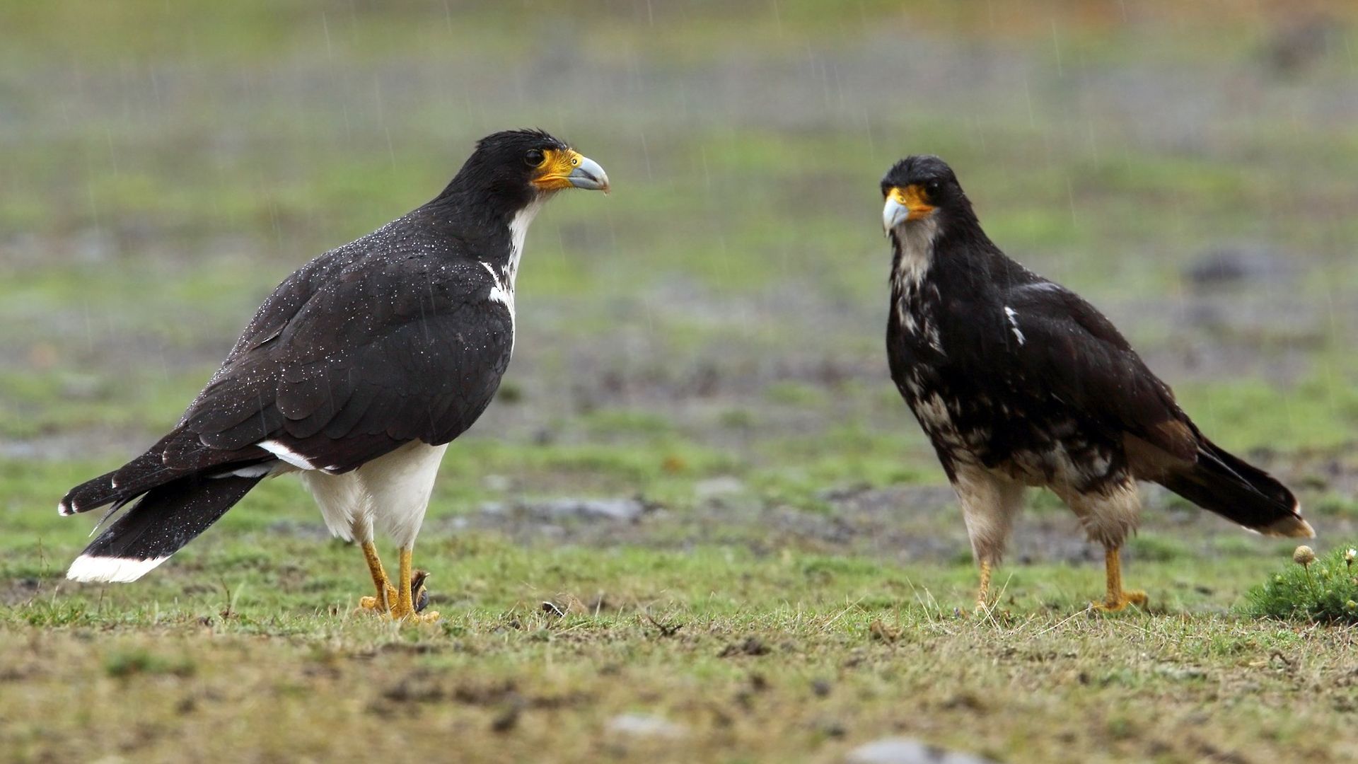 Witkeelcaracara - Phalcoboenus albogularis