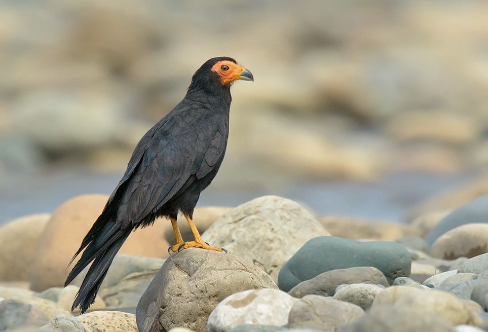 Zwarte caracara - Daptrius ater