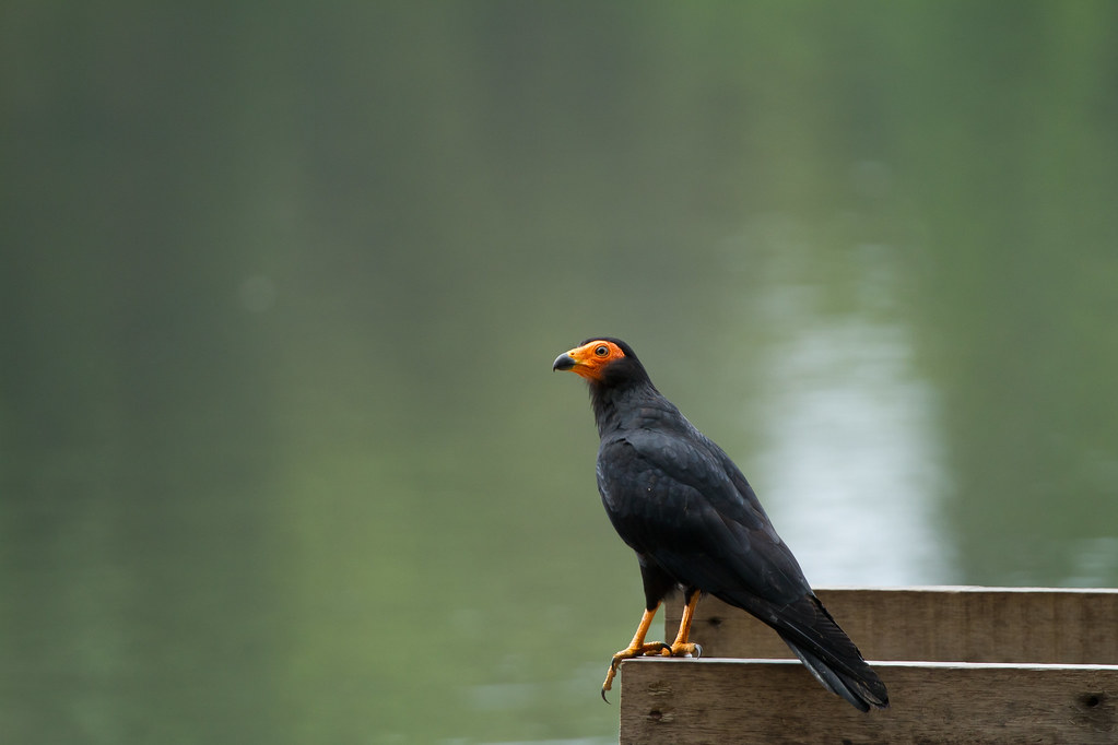 Zwarte caracara - Daptrius ater