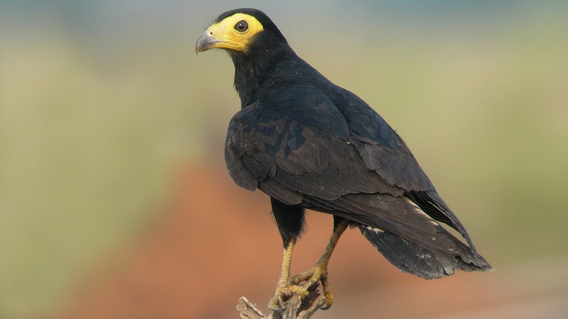 Zwarte caracara - Daptrius ater