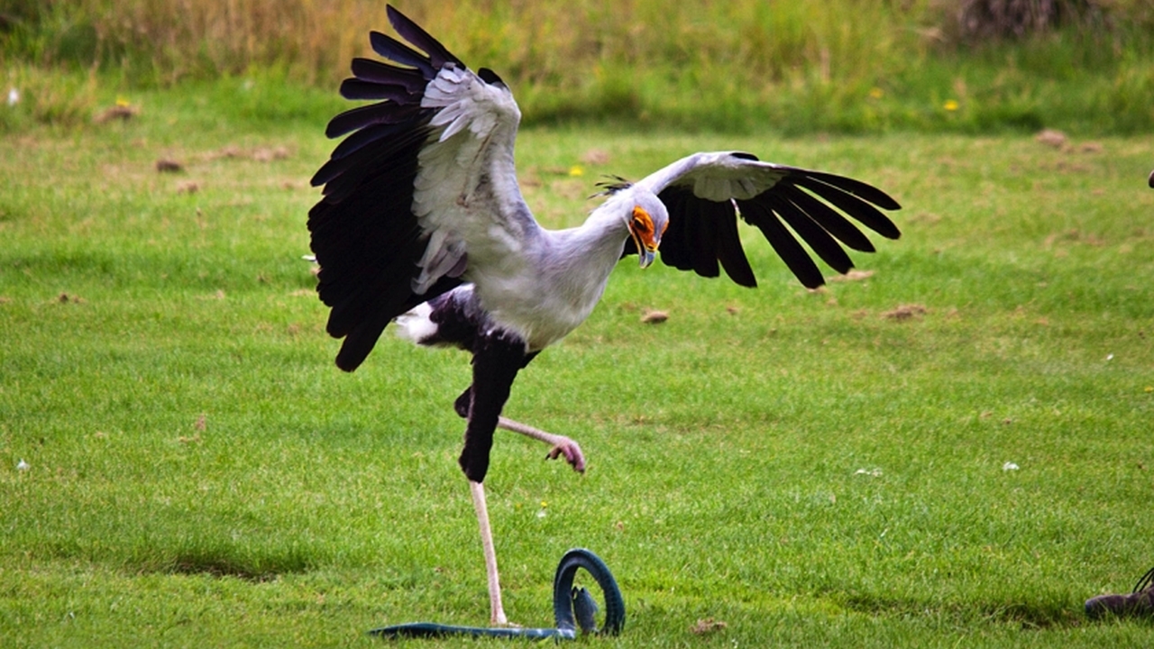 Secretarisvogel - Sagittarius Serpentarius