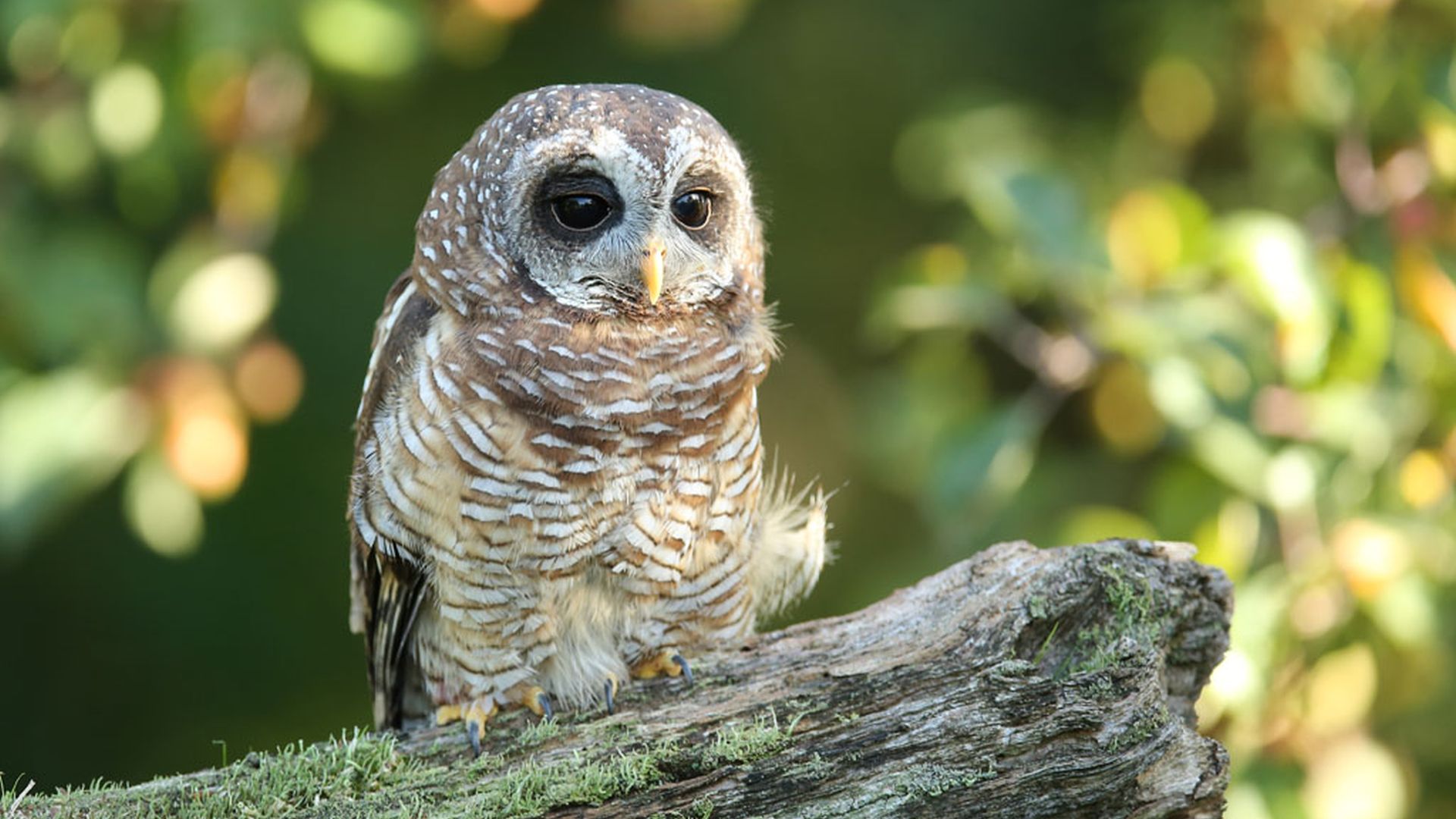 Afrikaanse bosuil - Strix woodfordii