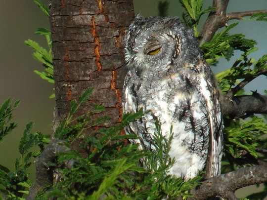 Afrikaanse dwergooruil - Otus senegalensis