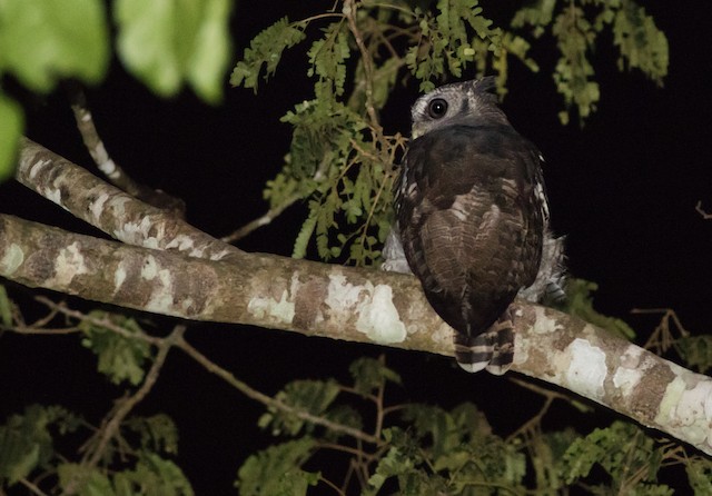 Akoen-oehoe - Bubo leucostictus