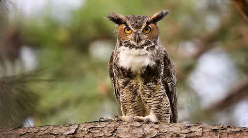 Amerikaanse oehoe - Bubo virginianus