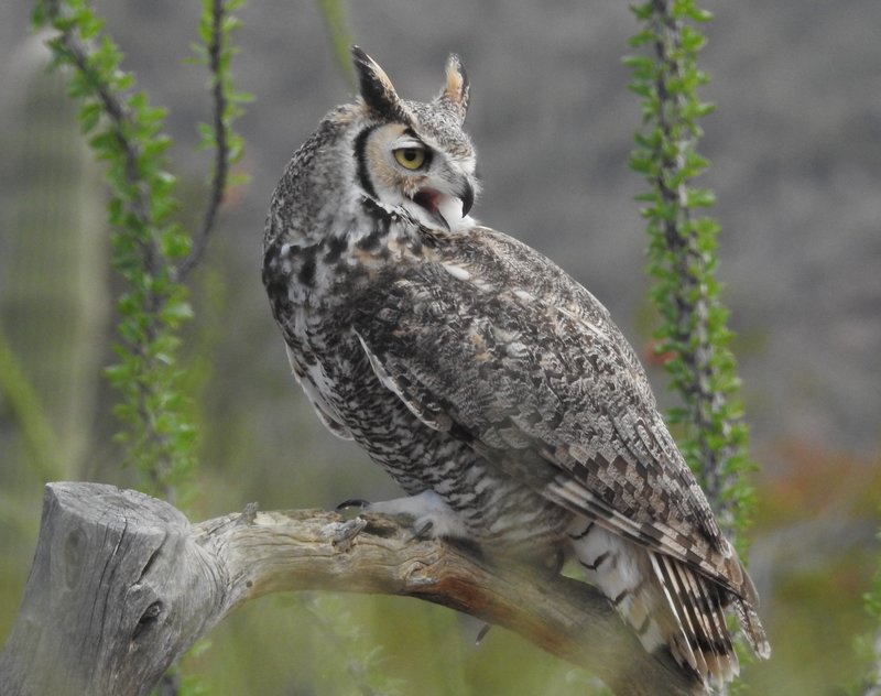 Amerikaanse oehoe - Bubo virginianus