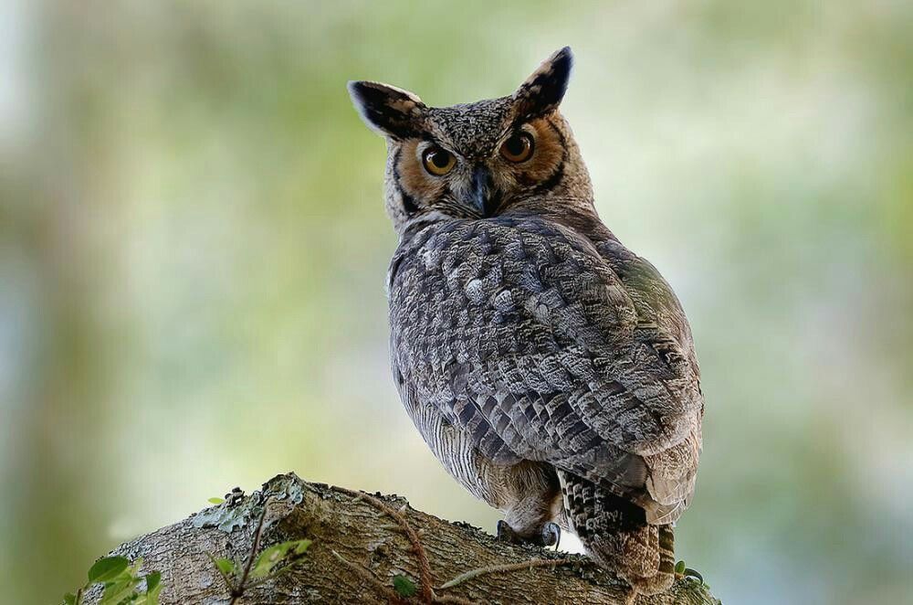 Amerikaanse oehoe - Bubo virginianus